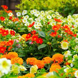 Close-up of flowers blooming outdoors