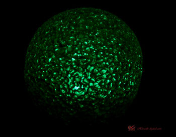 Close-up of green apple against black background