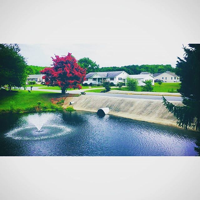 flower, tree, water, clear sky, building exterior, built structure, growth, architecture, reflection, nature, plant, beauty in nature, freshness, day, copy space, outdoors, pond, sky, park - man made space, house