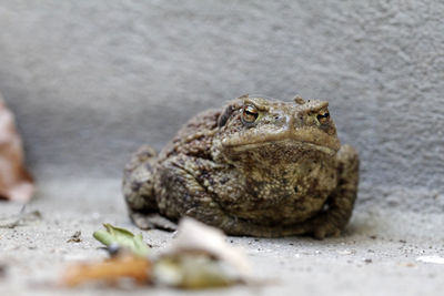 Close-up of frog on land