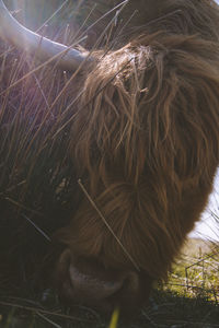 Close-up of a dog