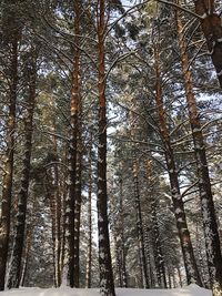 Low angle view of bamboo trees in forest during winter