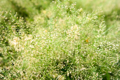 Close-up of grass