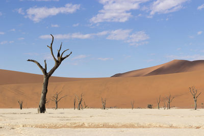 Bare tree in a desert