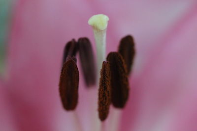 Close-up of pink flower bud