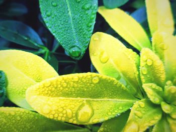 Close-up of wet yellow leaves