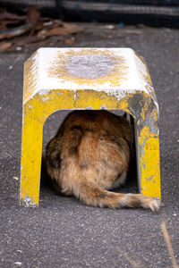 Close-up of a cat