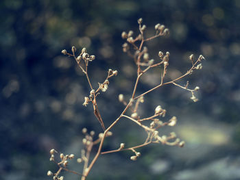 Close-up of wilted plant on field