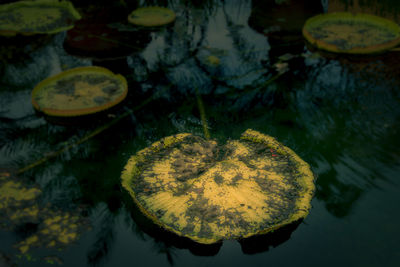 High angle view of leaves floating on lake