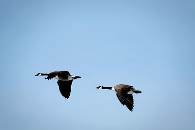 Low angle view of birds flying in the sky