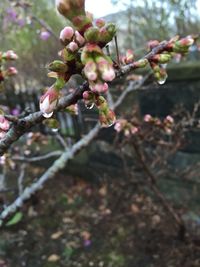 Close-up of cherry blossoms