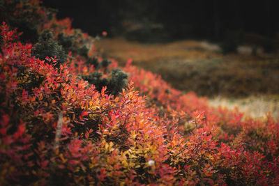 Red flowering plants on land during autumn