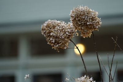 Close-up of wilted flowering plant