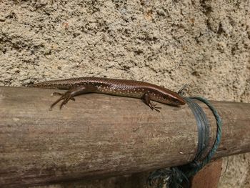 Close-up of lizard on rock