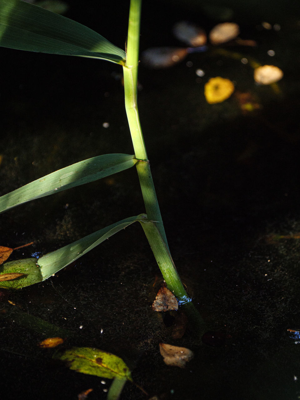 CLOSE-UP OF RAINDROPS ON FLOWER