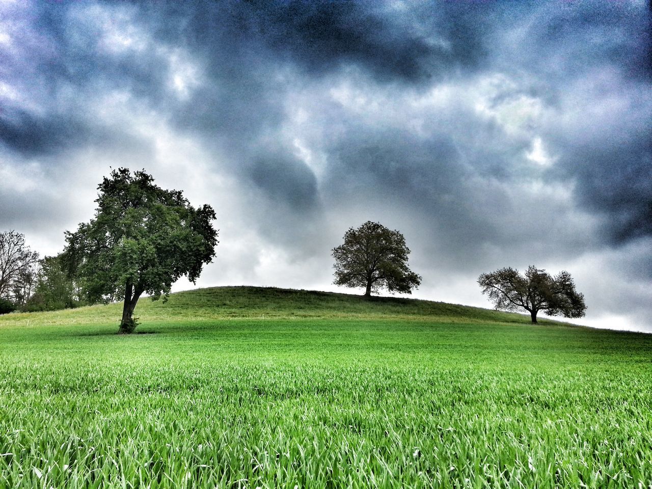 grass, sky, tree, field, tranquil scene, tranquility, green color, cloud - sky, landscape, cloudy, beauty in nature, scenics, nature, growth, grassy, cloud, overcast, green, idyllic, no people