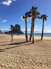 Palm trees on beach against sky