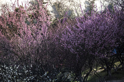 Close-up of pink flowers on branch