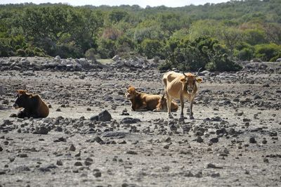 Cows on field against trees