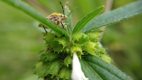 Close-up of insect on plant