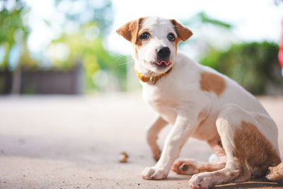 Portrait of dog sitting outdoors