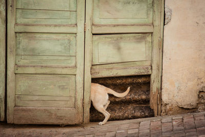 Cat on door