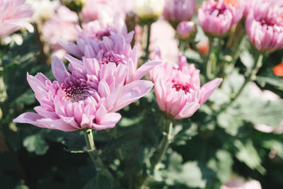 Close-up of pink flowering plants