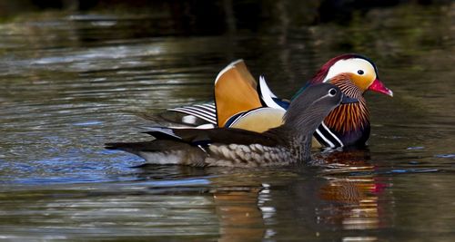 Ducks swimming in lake