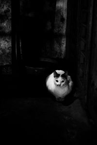 Portrait of cat sitting in the dark