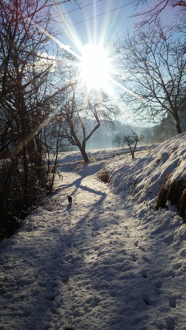 sunlight, sunbeam, nature, sun, cold temperature, beauty in nature, shadow, outdoors, no people, tree, tranquility, day, sky, winter, snow, tranquil scene, scenics, close-up