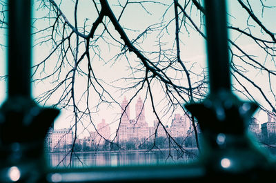 Bare trees seen through fence against sky