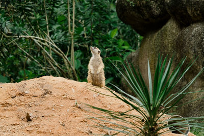 Meerkat looking away while rearing on rock