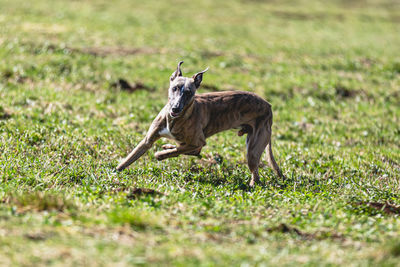Whippet dog running straight on camera and chasing coursing lure on green field