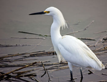 Bird perching on a lake