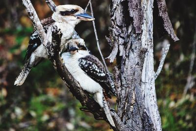 Kookaburras perching on branch