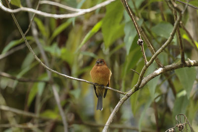 Close-up of bird perching on branch