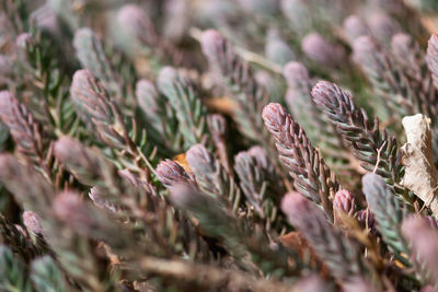 Purple succulents grow in late winter.