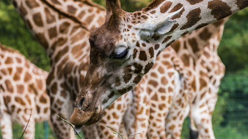 Close-up of giraffe in zoo