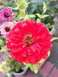 Close-up of pink poppy blooming outdoors