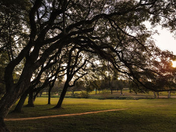 Trees on field against sky