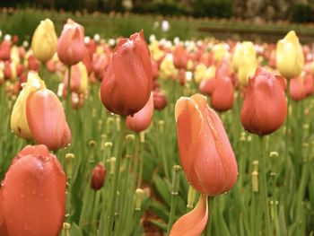 Close-up of red tulips blooming in field