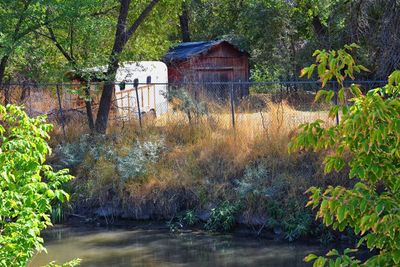 House by trees and plants in forest