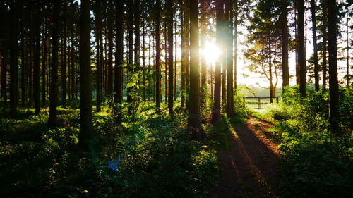 Scenic view of forest