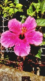 Close-up of pink flowers