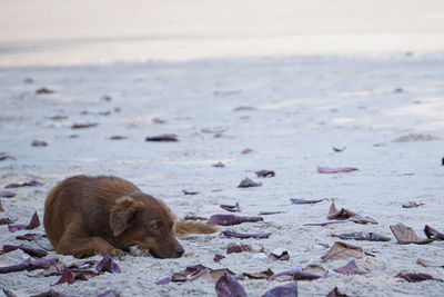  dog on beach