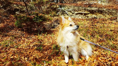 Dog in autumn leaves