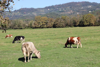 Cows grazing in a field