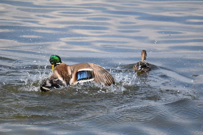 Birds swimming in a lake