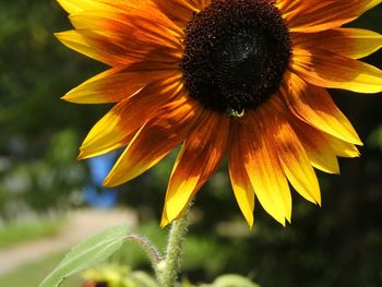 Close-up of yellow flower blooming outdoors