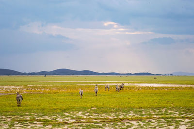 Cows grazing on field against sky